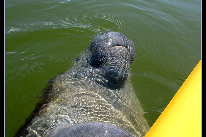 Small Group Boat, Kayak and Walking Guided Eco Tour in Everglades National Park - Customer Reviews