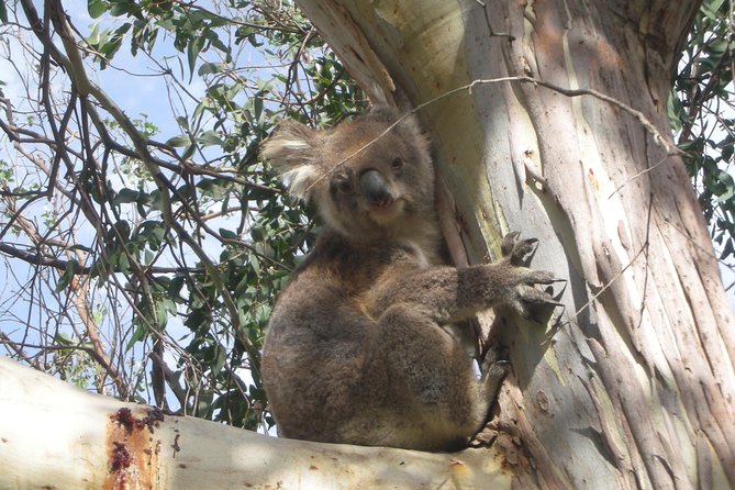 Small-Group Great Ocean Road Classic Day Tour From Melbourne - Wildlife Watching Opportunities