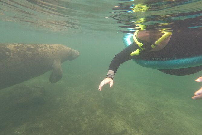 Small Group Manatee Snorkel Tour With In-Water Guide and Photographer - Customer Reviews