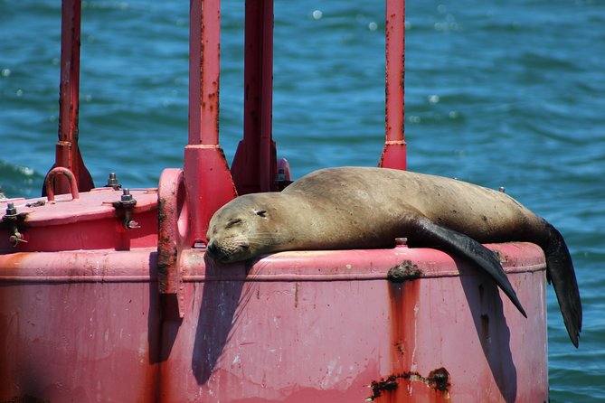 Small-Group Yacht Sailing Experience on San Diego Bay - What to Bring Onboard
