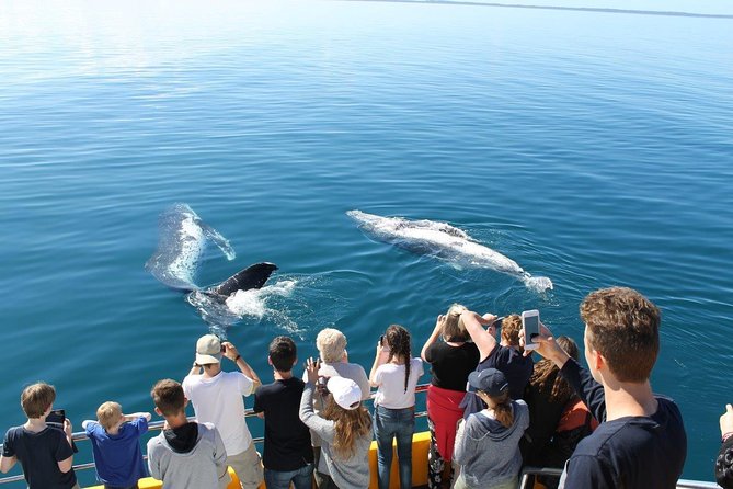 Spirit of Hervey Bay Whale Watching Cruise - Customer Reviews and Feedback