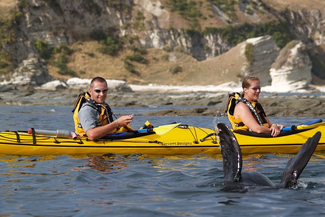 Sunset Evening Kayaking Tour - Kaikoura - Participant Reviews