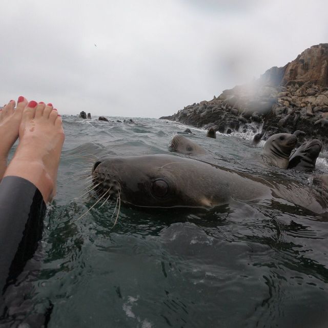 Swimming With Sea Lions in Lima - Best Time to Visit