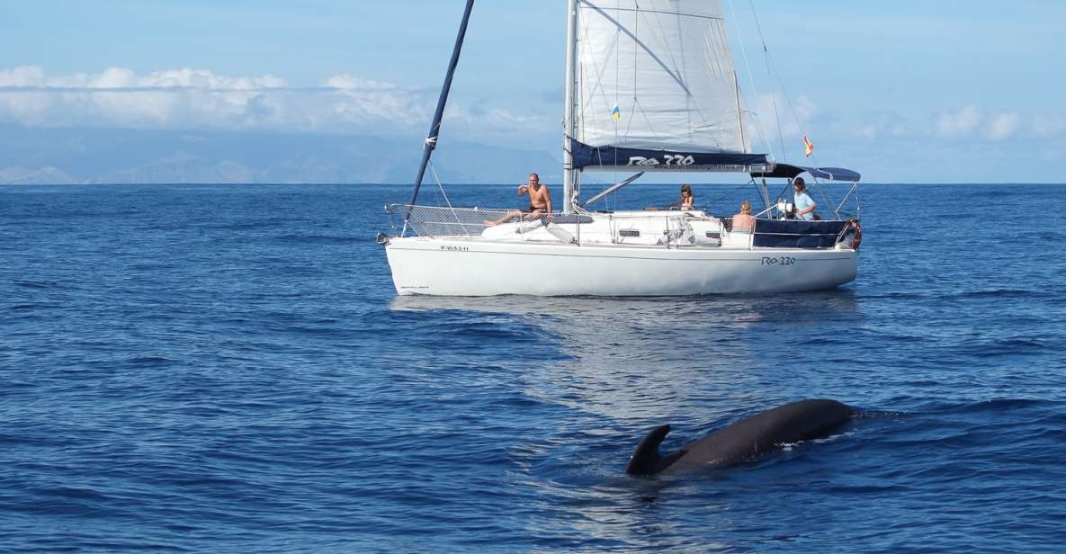 Tenerife: 3-6 Hour Private Whale & Dolphin Watching - Customer Feedback