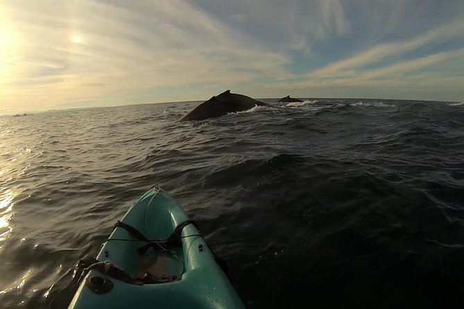 The Byron Bay Sea Kayak Tour - Health and Safety Guidelines