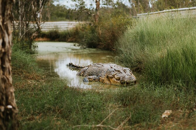 Top End Safari Camp Day Tour - Customer Reviews