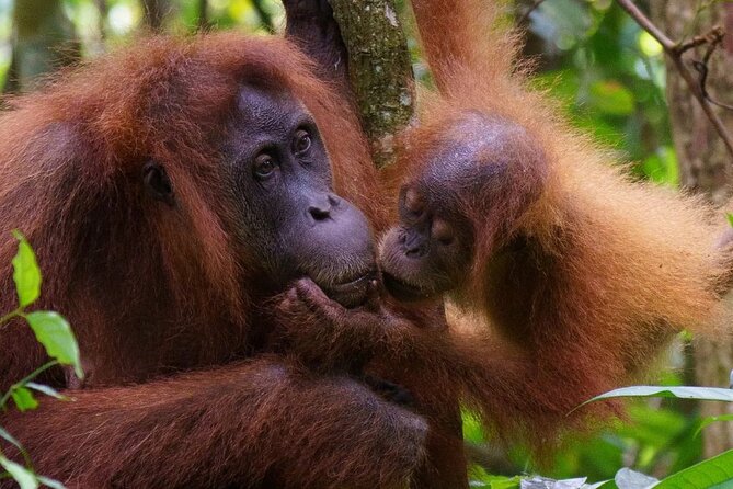 TOUR PACKAGE (Taxi, Room, Jungle Trekking) 3 Days in BUKIT LAWANG - Health and Safety Considerations