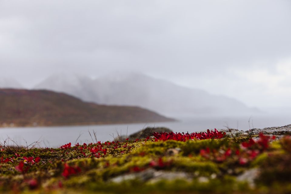 Tromso: Guided Fjord Expedition & Kvaløya Island With Lunch - Wildlife Sightings