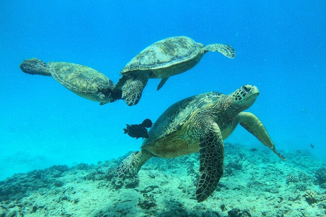 Turtle Canyon Waikiki Snorkel Adventure - Recommendations for Participants