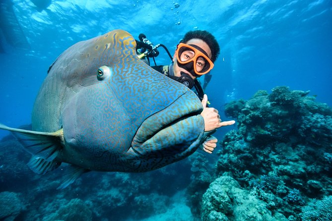 Tusa Reef Tours All Inclusive Great Barrier Reef Tour From Cairns - Marine Life and Diving Highlights