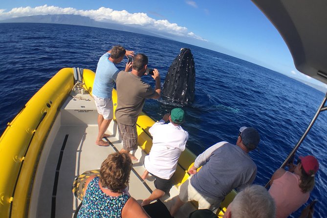 Ultimate 2 Hour Exclusive VIP Whale Watch Tour - Traveler Testimonials