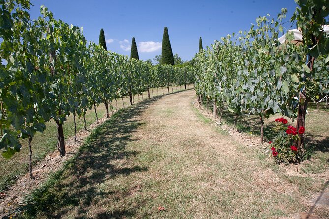 Vineyard Walk & Wine Tasting in Tuscany - Booking Information