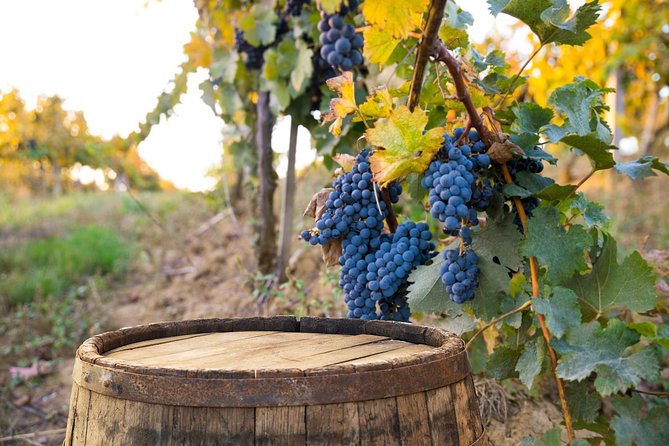 Vintage Fiat 500 Tour From Siena: Tuscan Hills and Winery Lunch - Driving Requirements