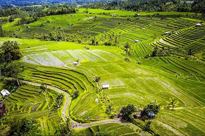 Visit Rice Terrace, Beratan Temple, Waterfall by Vantage Volkswagen 181 - Comfort and Safety Measures