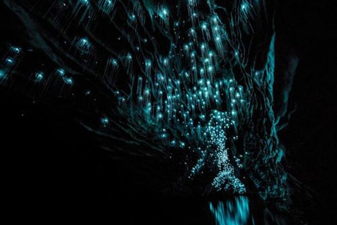 Waitomo Glowworm Caves and Auckland City Tour a Day Trip - Cancellation Policy