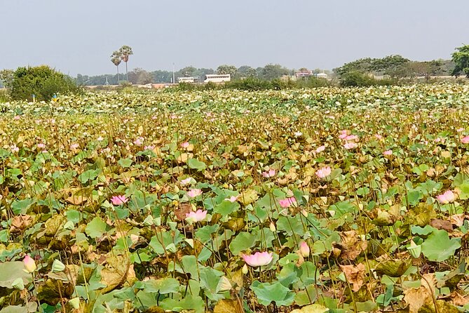 War Museum, Killing Field and Floating Village ( Chong Kneas) Tour - Reviews and Feedback