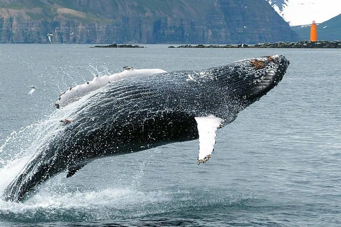 Whale Watching and Sea Angling Tour - Pricing and Booking