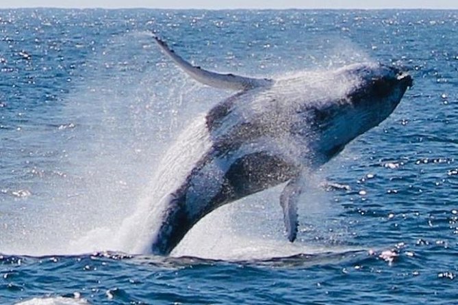 Whale Watching Cruise From Redcliffe, Brisbane or the Sunshine Coast - Accessibility and Special Requirements