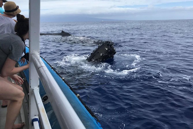 Whale Watching From Maalaea Harbor - Environmental Impact and Conservation