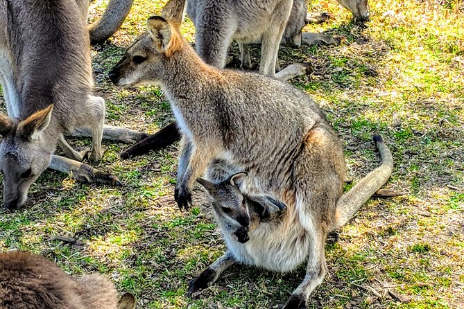 Wildlife, Waterfalls and Wine Day Tour From Sydney - Boutique Wine Tasting