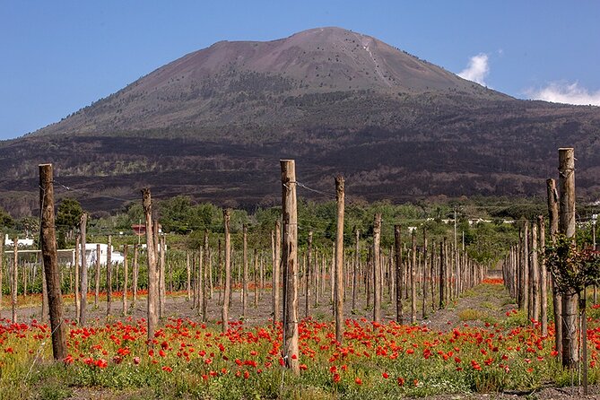 Wine Tasting on the Slopes of Vesuvius From Naples With Lunch - Customer Experiences