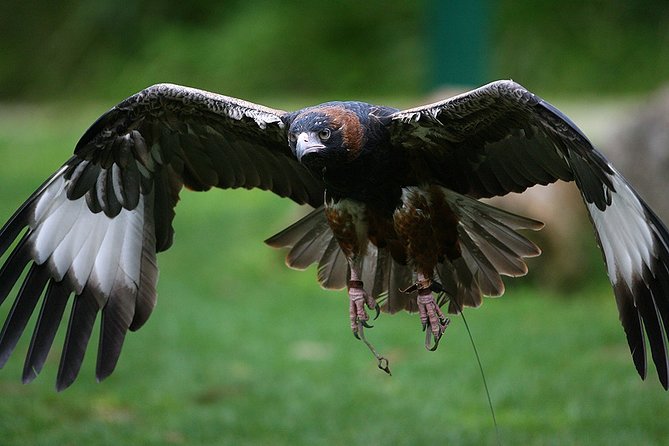 Yarra Valley Wildlife & Wine Day Tour From Melbourne With Healesville Sanctuary - Booking Your Tour