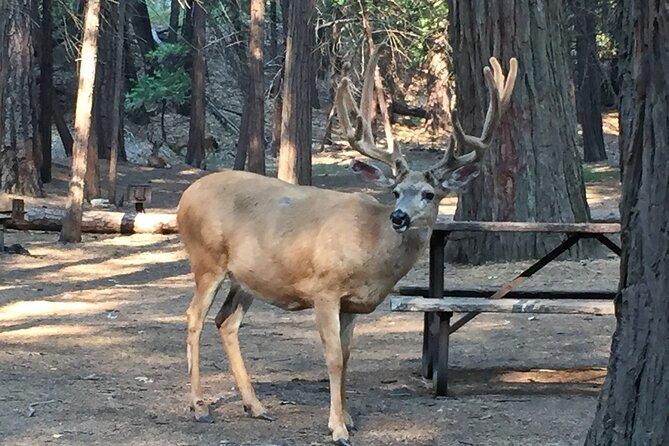 Yosemite Highlights Small Group Tour - Accessibility Considerations