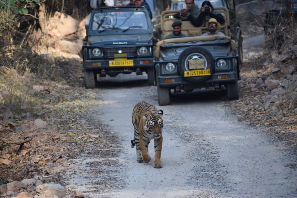 1 Night 2 Days Ranthambhore WildLife Tour From Jaipur - Important Travel Information