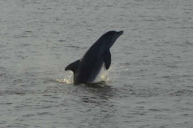 2-Hour Dolphin and Nature Eco Tour From Orange Beach - Safety and Health Guidelines