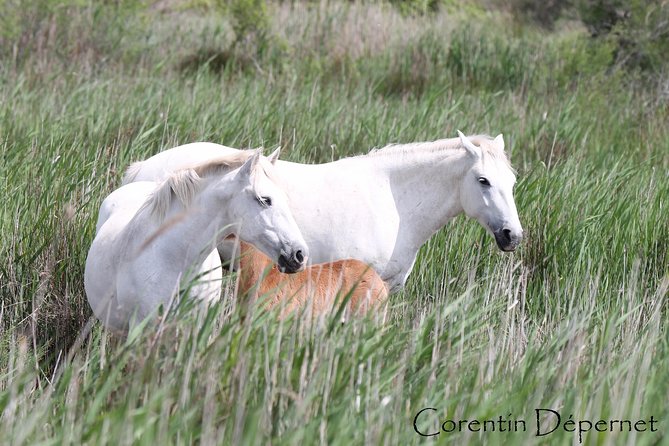 4x4 Camargue Safari 4h - Private Tour - Departure From Arles - Customer Reviews