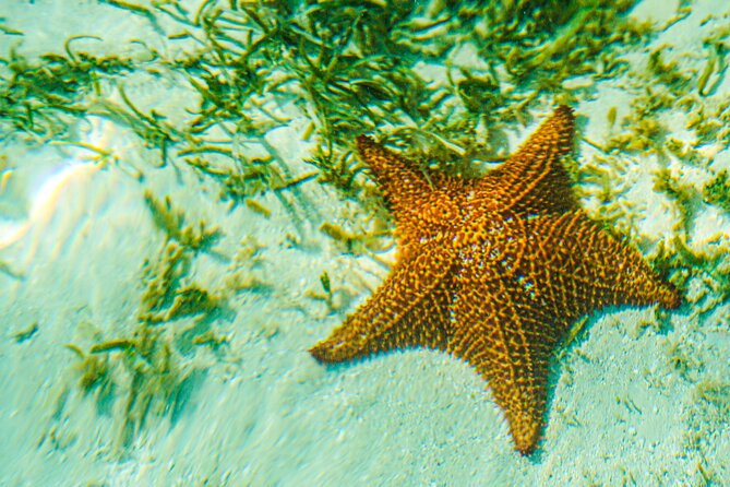 6 Hour Private Saona Island Tour With Snorkeling - Customer Feedback