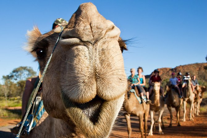 Alice Springs Camel Tour - Recommended Preparation for Tour