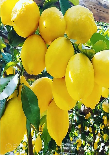 Amalfi Coast: Lemon Tour With Tasting - Frequently Asked Questions