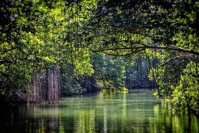 Appleton Estate Rum With YS Falls and Black River Private Tour - Schedule and Logistics