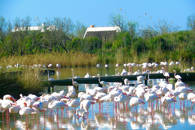 Arles and Camargue Small-Group Half-Day Tour From Avignon - Accessibility Features