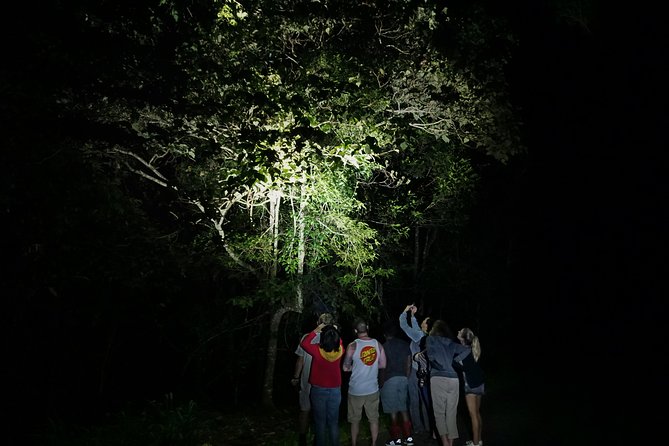 Atherton Tablelands Rain Forest by Night From Cairns - Tips for a Great Experience