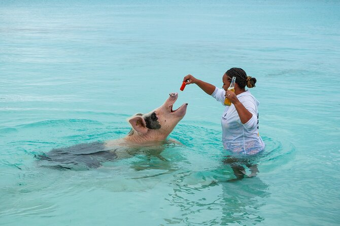 *Authentic Swimming Pigs Tour*Shark Encounter*Feed Iguanas* - What to Expect