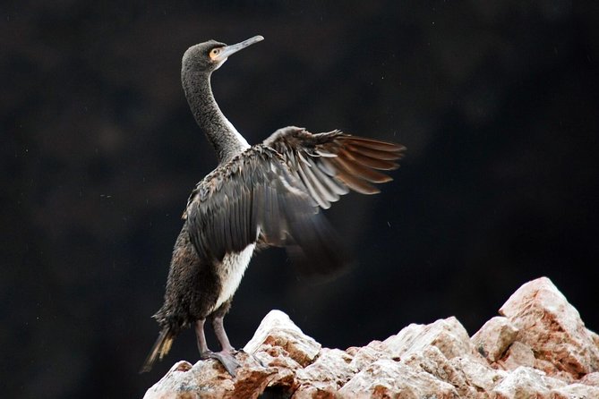 Ballestas Islands Group Tour From San Martin Port - Customer Feedback and Ratings