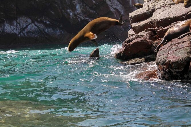 Ballestas Islands & National Reserve of Paracas From Ica - Wildlife and Scenic Views