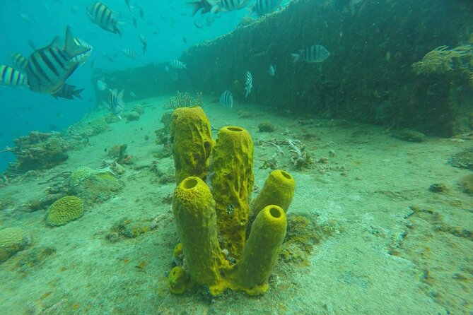 Barbados Shore Excursion: Carlisle Bay Turtle & Shipwreck - Tips for a Great Experience