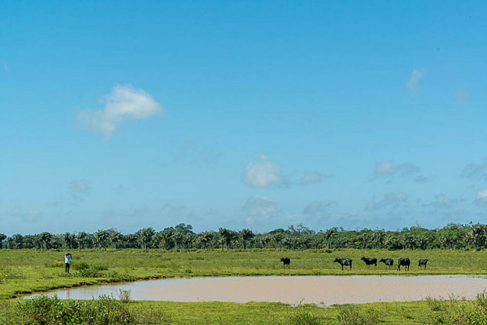 Belém: Marajó Island Day Trip With Buffalo Farm Visit - Scenic Boat Ride