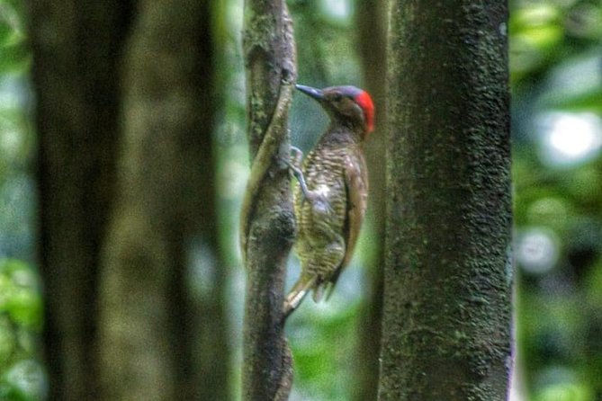 Bird Watching Tours - Best Time for Bird Watching