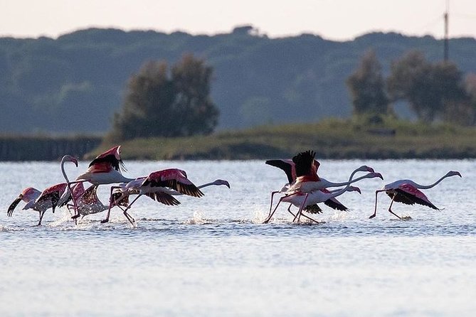 Birdwatching by Boat in a Small Group in the Pialassa Baiona - Health and Accessibility Considerations