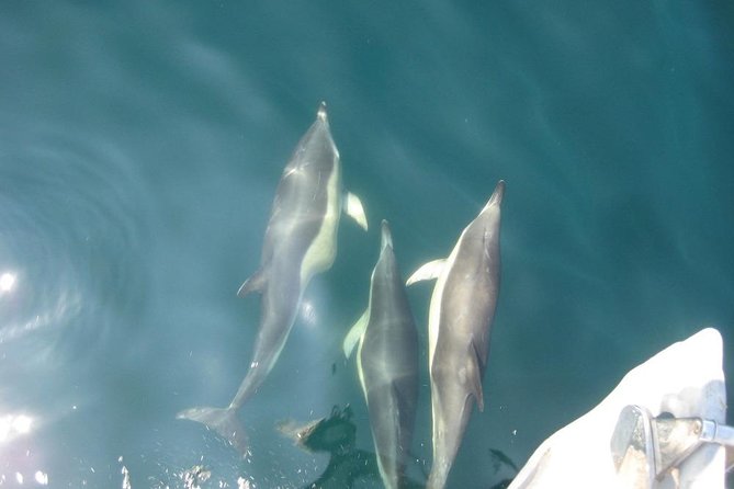 Blasket Island Eco Tour. - Booking Details