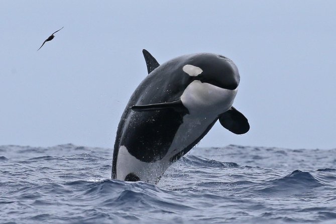 Bremer Canyon Killer Whale (Orca) Expedition - Booking and Cancellation Policy