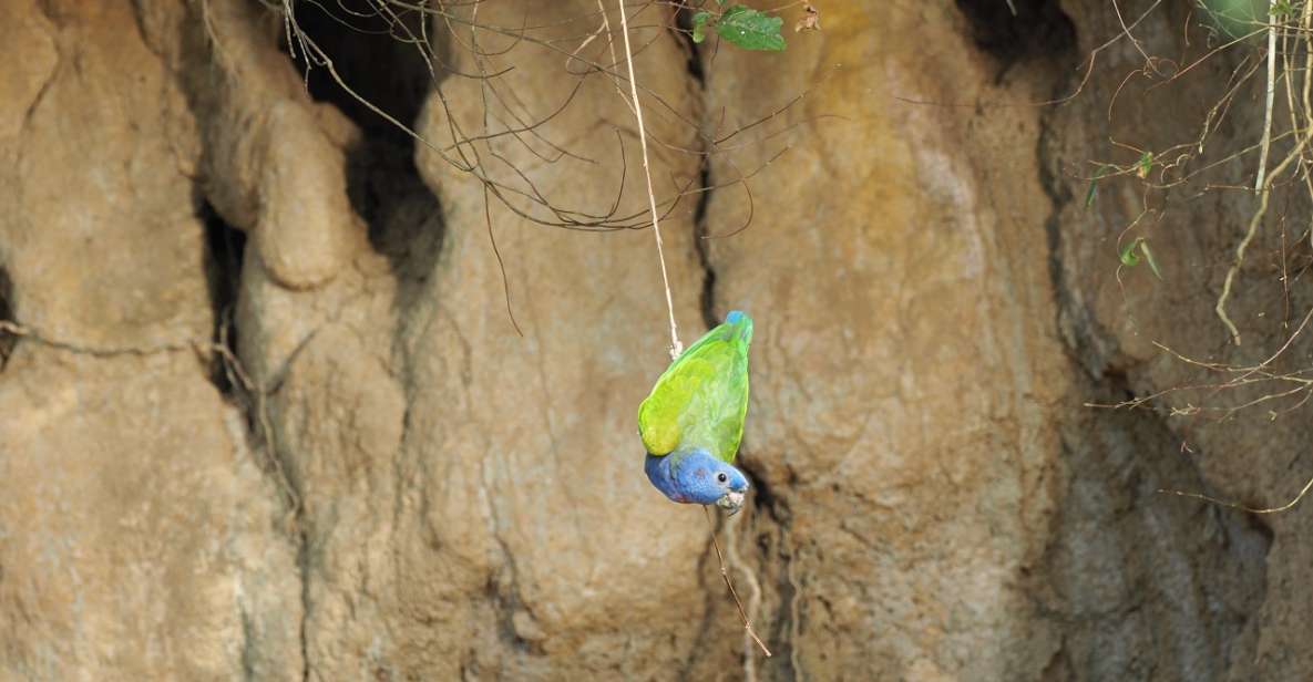 Cachuelas Parrots Claylick, Collpa Cachuela - Tips for Participants