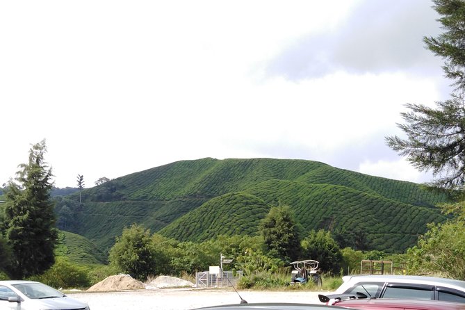 Cameron Highland Private Day Tour - What to Expect