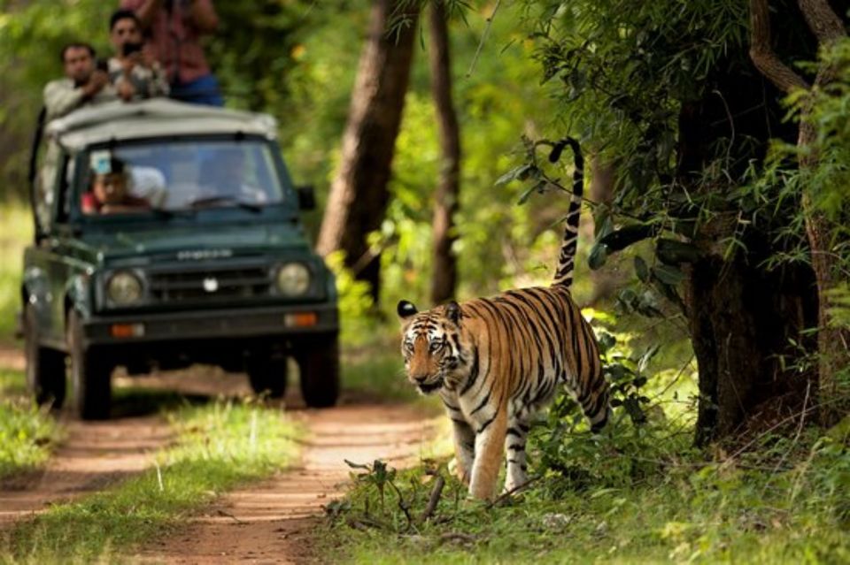 Chitwan Jungle Safari With National Park Tower Night Stay - Transportation and Pickup Services