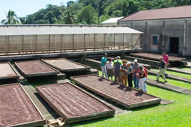 Chocolate Factory Belmont Estate, Annandale Falls & Grand Etang Lake Tour - Customer Feedback