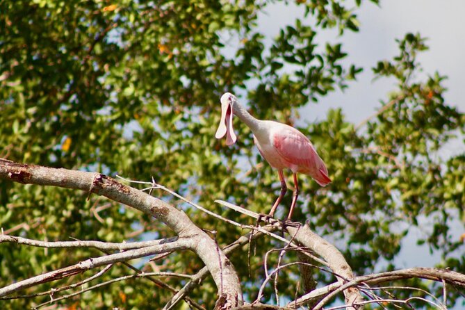 Dolphin and Manatee Boat Tour in 10,000 Islands NWR - Booking Tips